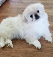 Oliver Jr., a male Pekingese for sale in Chattanooga, TN – Photo 7 of 9