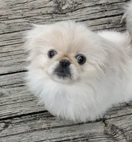 Oliver Jr., a male Pekingese for sale in Chattanooga, TN – Photo 8 of 9