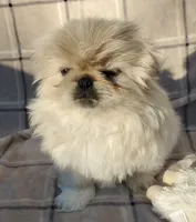 Oliver Jr., a male Pekingese for sale in Chattanooga, TN – Photo 4 of 5