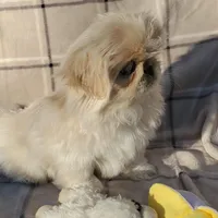 Oliver Jr., a male Pekingese for sale in Chattanooga, TN – Photo 3 of 9