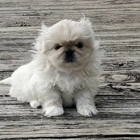Oliver Jr., a male Pekingese for sale in Chattanooga, TN – Photo 1 of 9
