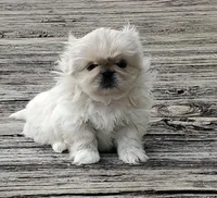 Oliver Jr., a male Pekingese for sale in Chattanooga, TN – Photo 1 of 5