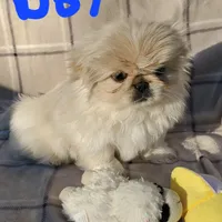 Oliver Jr., a male Pekingese for sale in Chattanooga, TN – Photo 2 of 9