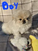 Oliver Jr., a male Pekingese for sale in Chattanooga, TN – Photo 2 of 5