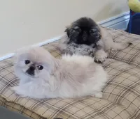 Oliver Jr., a male Pekingese for sale in Chattanooga, TN – Photo 6 of 9