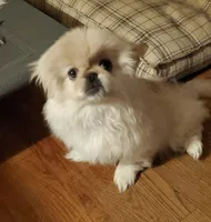 Oliver Jr., a male Pekingese for sale in Chattanooga, TN – Photo 9 of 9