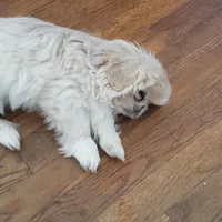 Oliver Jr., a male Pekingese for sale in Chattanooga, TN – Photo 4 of 9