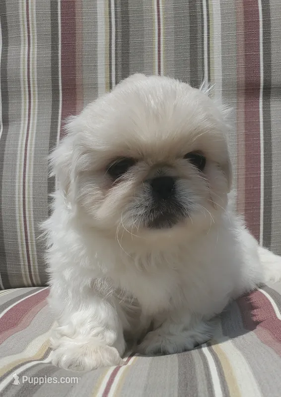 Leonard – Pekingese puppy for sale in Chattanooga, TN