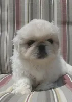 Leonard, a male Pekingese for sale in Chattanooga, TN – 3 of 8