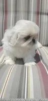 Leonard, a male Pekingese for sale in Chattanooga, TN – 4 of 8