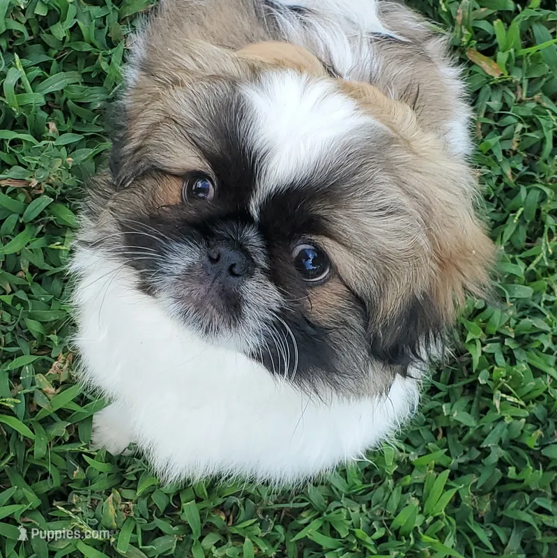 Leon – Pekingese puppy for sale in Chattanooga, TN