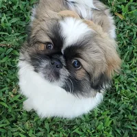 Leon, a male Pekingese for sale in Chattanooga, TN – 1 of 10