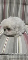 Leonard, a male Pekingese for sale in Chattanooga, TN – 5 of 8