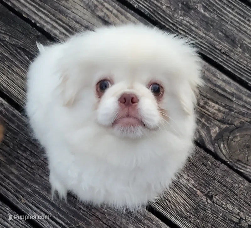 Winter – Pekingese puppy for sale in Chattanooga, TN