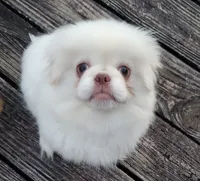 Winter, a male Pekingese for sale in Chattanooga, TN – 1 of 10