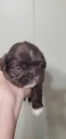 Lionel, a male Pekingese for sale in Chattanooga, TN – 1 of 7