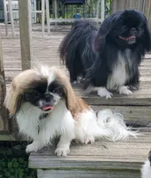 Bandit , a male Pekingese for sale in Chattanooga, TN – 10 of 10