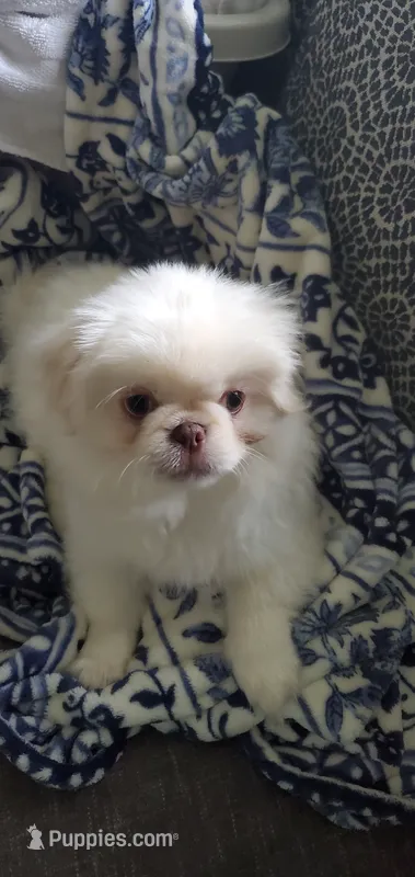 Winter – Pekingese puppy for sale in Chattanooga, TN