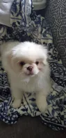 Winter, a male Pekingese for sale in Chattanooga, TN – 3 of 10