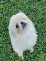 Leonard, a male Pekingese for sale in Chattanooga, TN – 2 of 8