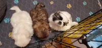 Bandito, a male Pekingese for sale in Chattanooga, TN – 3 of 8