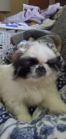 Bandito, a male Pekingese for sale in Chattanooga, TN – 5 of 10