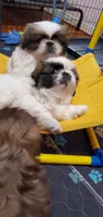 Bandit , a male Pekingese for sale in Chattanooga, TN – 3 of 9