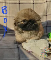 Wiley, a male Pekingese for sale in Chattanooga, TN – Photo 2 of 9