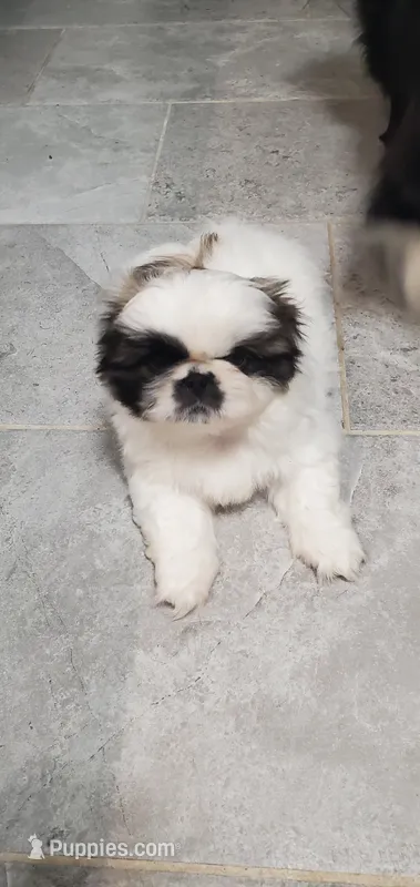 Bandito – Pekingese puppy for sale in Chattanooga, TN