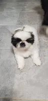 Bandito, a male Pekingese for sale in Chattanooga, TN – 1 of 8