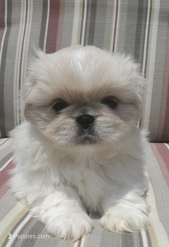 Leo – Pekingese puppy for sale in Chattanooga, TN