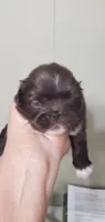 Lionel, a male Pekingese for sale in Chattanooga, TN – 4 of 7