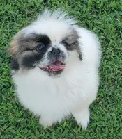 Bandito, a male Pekingese for sale in Chattanooga, TN – 2 of 10