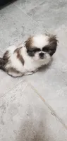Bandit , a male Pekingese for sale in Chattanooga, TN – 5 of 9