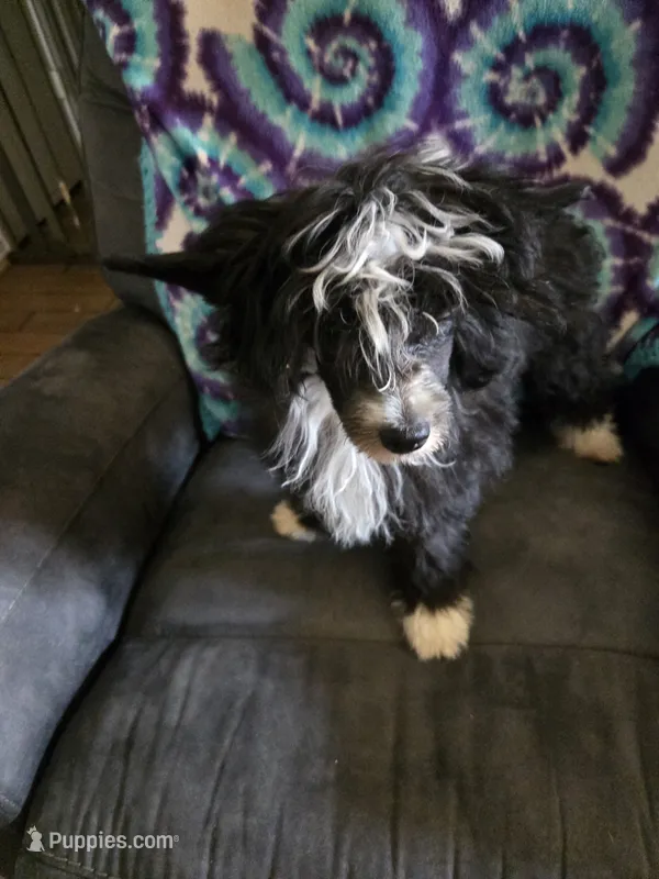 Rocky. Lacshen's Jingle Bell Rock – Chinese Crested puppy for sale in Garland, TX