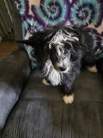 Rocky. Lacshen's Jingle Bell Rock, a male Chinese Crested for sale in Garland, TX – 1 of 1