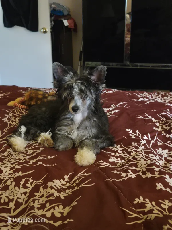 Elfie  Lacshen's Elf on a Shelf – Chinese Crested puppy for sale in Garland, TX