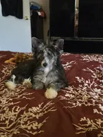 Elfie  Lacshen's Elf on a Shelf, a male Chinese Crested for sale in Garland, TX – 1 of 1