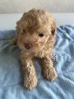 Buddy, a male Cocker Spaniel and Poodle - Toy  for sale in Michigan Center, MI – 1 of 1