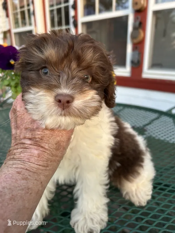Boz – Cocker Spaniel, Poodle - Toy  puppy for sale in Michigan Center, MI