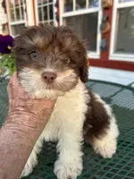 Boz, a male Cocker Spaniel and Poodle - Toy  for sale in Michigan Center, MI – 1 of 2