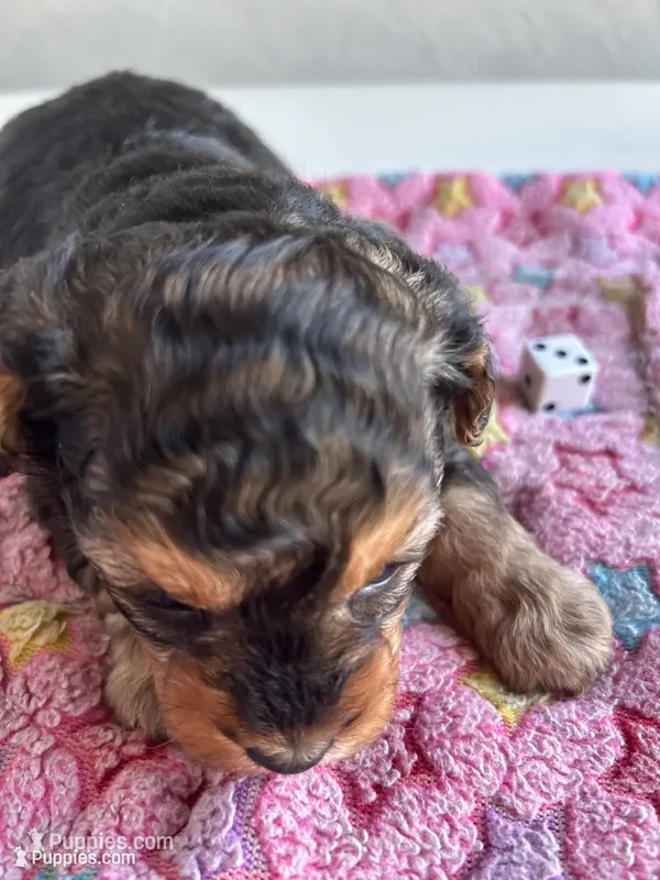 Barbie – Yorkshire Terrier puppy for sale in Middleton, MI
