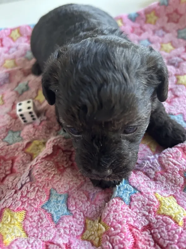 Bud – Yorkshire Terrier puppy for sale in Middleton, MI