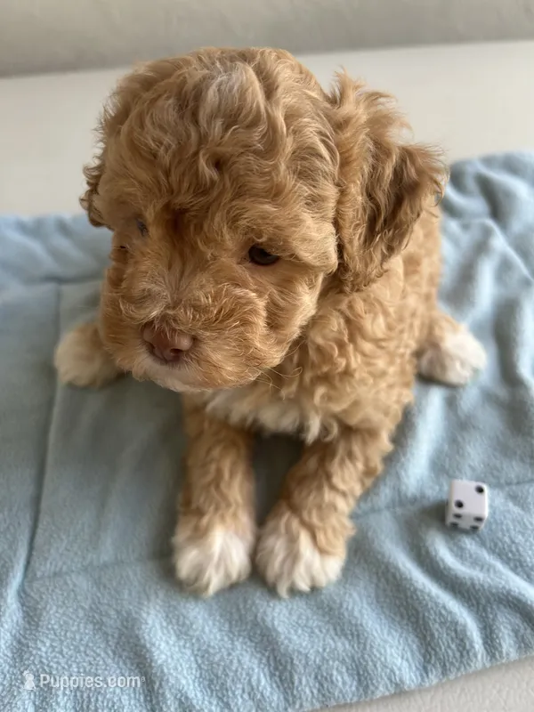 Bonnie – Cocker Spaniel, Poodle - Toy  puppy for sale in Michigan Center, MI