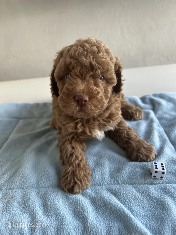 Buck – Cocker Spaniel, Poodle - Toy  puppy for sale in Michigan Center, MI