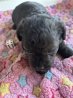 Betty, a female Yorkshire Terrier for sale in Middleton, MI – 1 of 1