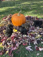 Bud, a male Yorkshire Terrier for sale in Middleton, MI – 2 of 2