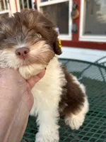 Boz, a male Cocker Spaniel and Poodle - Toy  for sale in Michigan Center, MI – 2 of 2