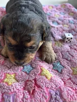 Betty, a female Yorkshire Terrier and Poodle - Toy  for sale in Middleton, MI – 1 of 2