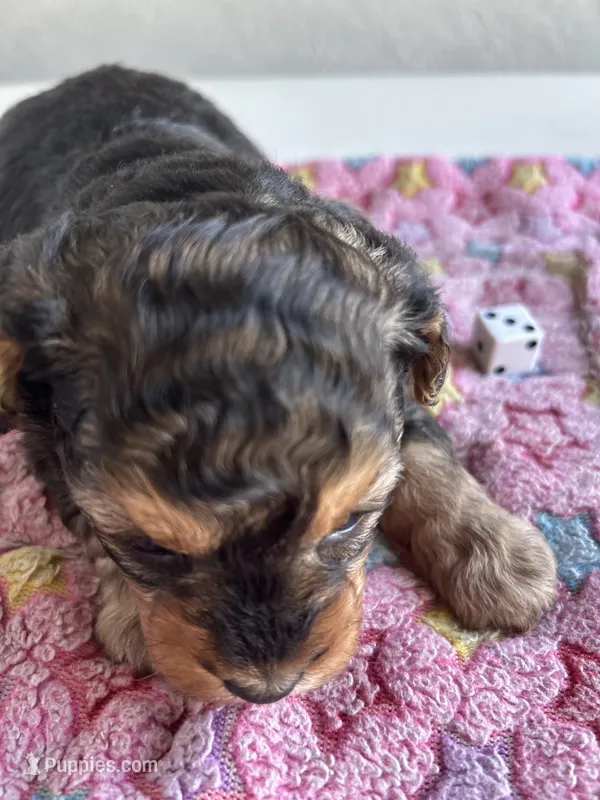Betty – Yorkshire Terrier puppy for sale in Middleton, MI